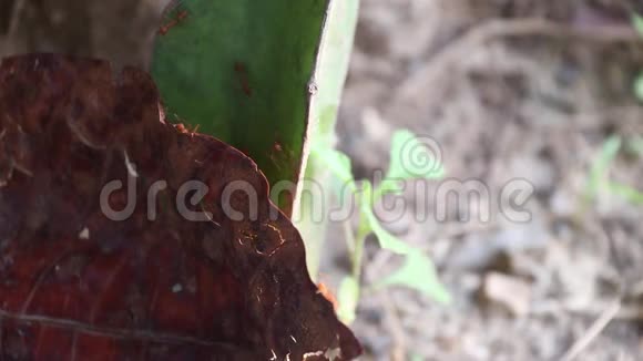 红色的蚂蚁走在干燥的叶子和仙人掌的底座上早晨视频的预览图