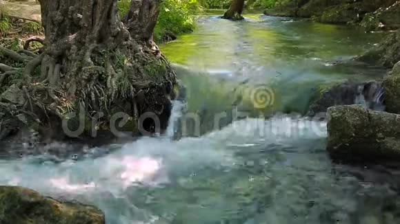 一个小瀑布冲刷着一棵树的根视频的预览图
