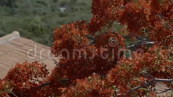 近海的红花树视频的预览图