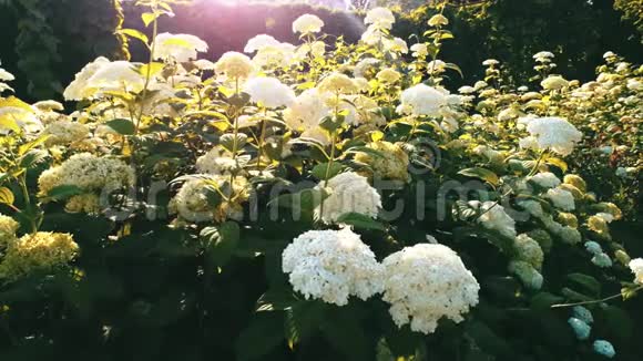 花园里的白色花朵阳光视频的预览图