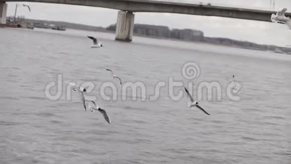 海鸥在河上慢悠悠地活动视频的预览图