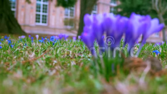 春天的花朵番红花和雪花落在绿草的背景上视频的预览图