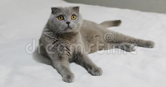 一只严肃的苏格兰褶皱猫躺在卧室的白色床上视频的预览图