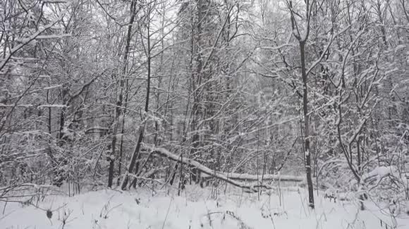 美丽的冬林树木覆盖着清新的雪尽收眼底视频的预览图