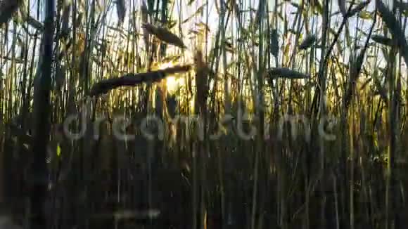 农村小青小麦晒黑六月的农场种植农业视频的预览图