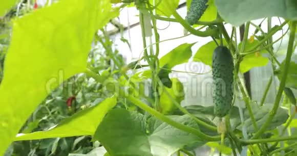 幼嫩鲜嫩的黄瓜苗生长在开阔的地面上黄瓜种植园温室黄瓜的栽培视频的预览图