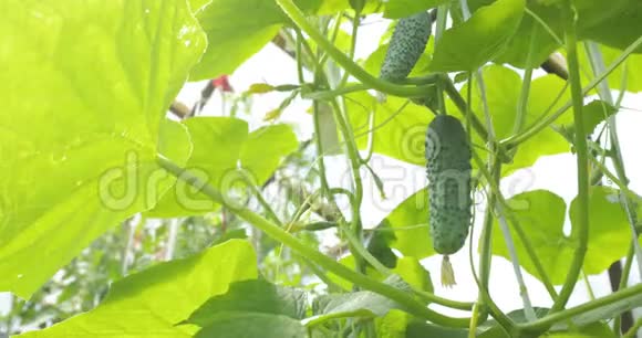 幼嫩鲜嫩的黄瓜苗生长在开阔的地面上黄瓜种植园温室黄瓜的栽培视频的预览图