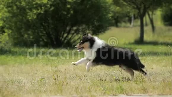 有趣的成年人和小狗Shetland牧羊犬ShelieCollie在绿草中户外跑步夏日晴天嬉戏宠物视频的预览图