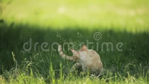 有趣的年轻红姜DevonRex小猫在绿草中英国品种的短发猫慢动作斯隆莫视频的预览图