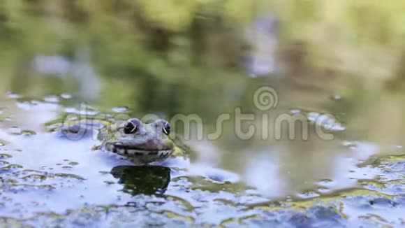 河蛙在岸上视频的预览图