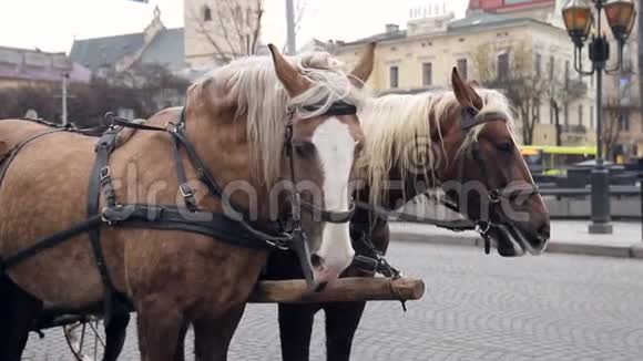 在一个大城市的中心有两匹漂亮的棕色马一匹挽在一起视频的预览图