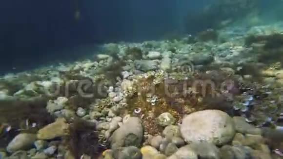 用美丽的鱼和藻类在浅水中爬行视频的预览图