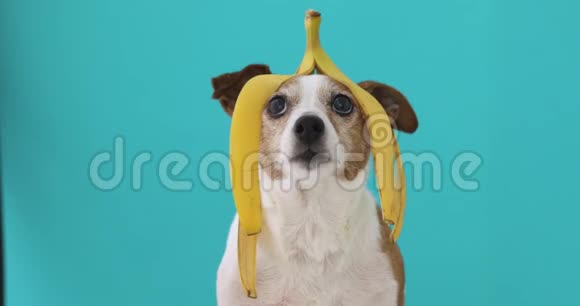 滑稽的狗头上有香蕉皮视频的预览图