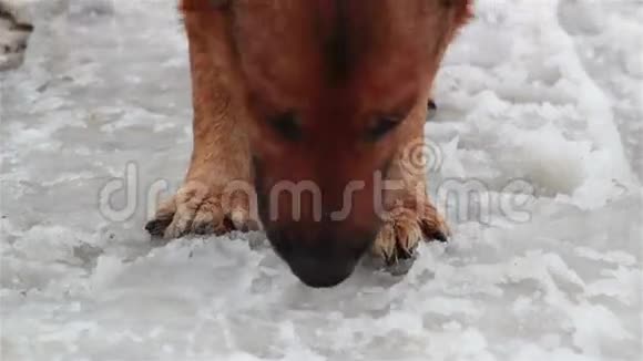 狗在冰上嗅迹视频的预览图