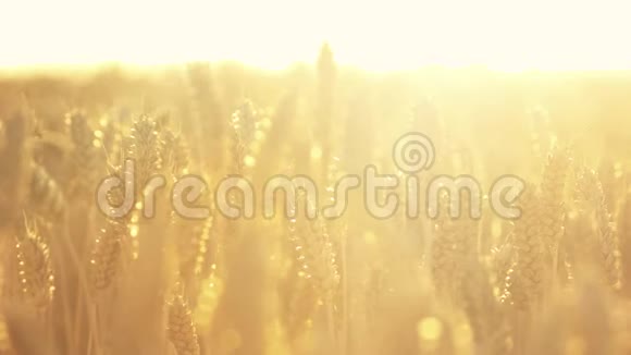 阳光明媚的小麦植物视频的预览图