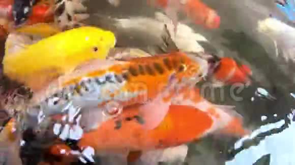 花鲤鱼五颜六色在水上吃食物视频的预览图