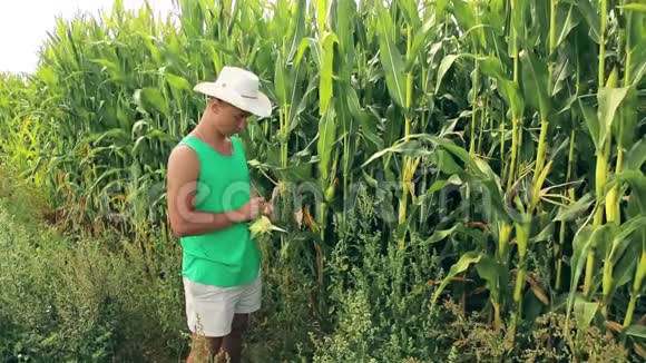年轻的农学家检查玉米的品质视频的预览图