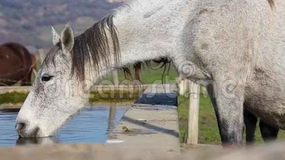 吃草的马要在喷泉边喝酒视频的预览图
