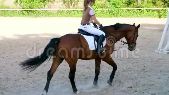 夏天户外女骑手骑在一匹纯种的漂亮棕色种马上的骑师在训练场上视频的预览图
