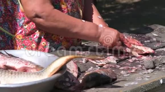 年长的女渔夫清理一条活泼的大鱼的鳞片视频的预览图