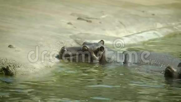 两只河马在水中4K视频的预览图