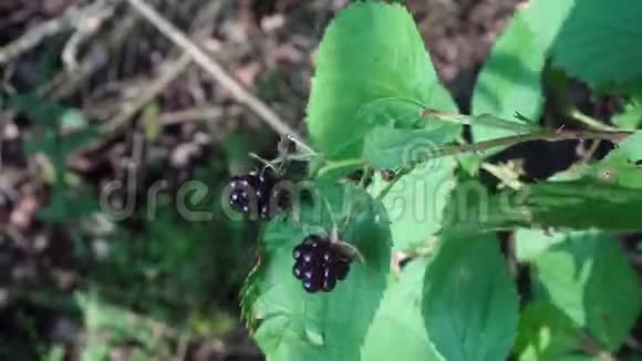 成熟黑浆果的野生黑莓灌木视频的预览图