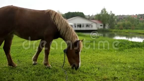 牧场上漂亮的马视频的预览图