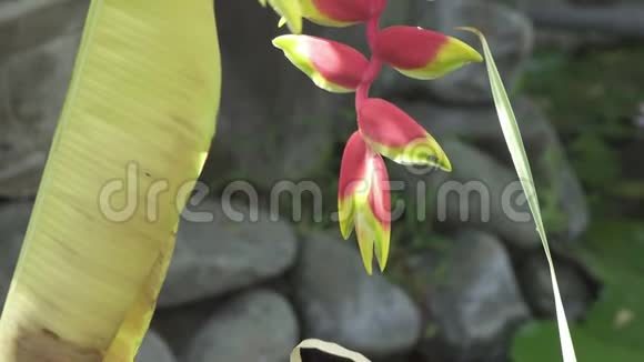 鹦鹉花热带花园中的植物花卉和其他花卉视频的预览图