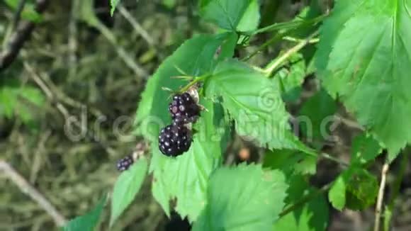 成熟黑浆果的野生黑莓灌木视频的预览图