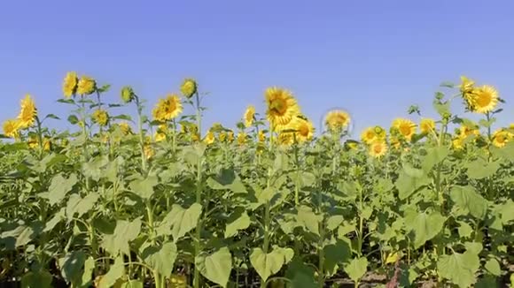 向日葵的田野标题的动议背景农业作物视频的预览图