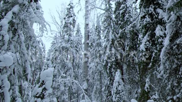 冬季景观W视频的预览图