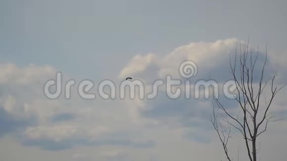 鸟鹭在远处对着多云的天空飞翔视频的预览图