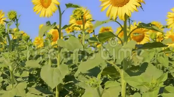 美丽的向日葵标题的动议背景农业作物视频的预览图