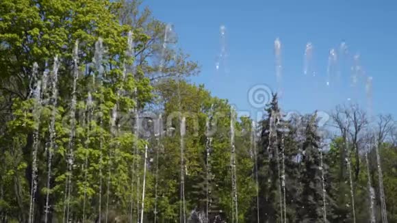 在蓝天和树的叶子上喷洒喷泉视频的预览图