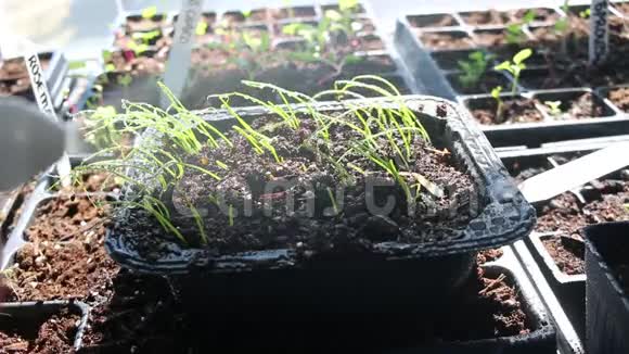 喷一盘葱苗浇水家庭园艺和种子开始的概念视频的预览图