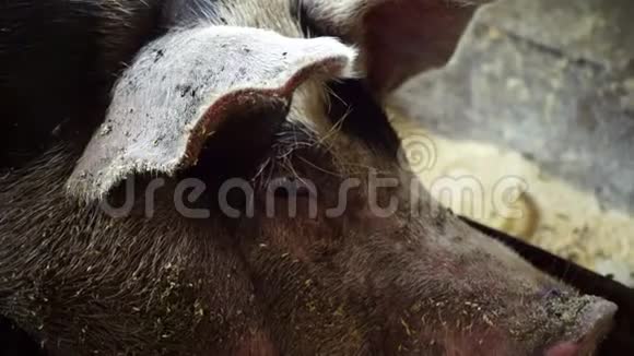 一头猪躺在猪圈里看着镜头苍蝇坐在猪圈里猪场视频的预览图