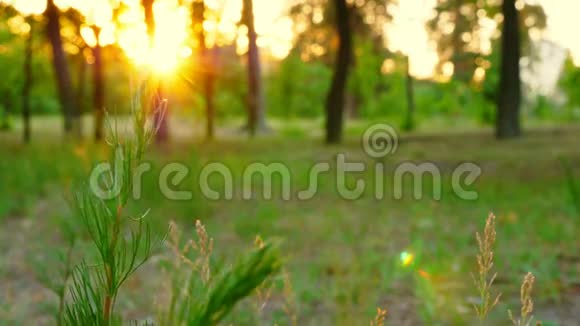 日落时树林里的草拢来夏日风景视频的预览图