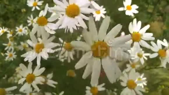 洋甘菊的花视频的预览图