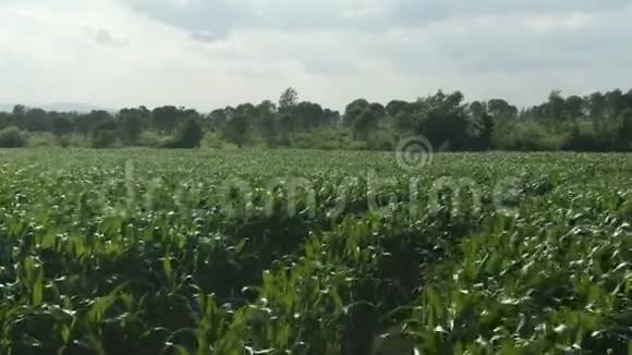 在夏日的阳光下年轻的绿色玉米庄稼地空中观景视频的预览图