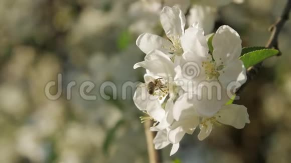 开花苹果树枝上的野蜂慢动作视频的预览图