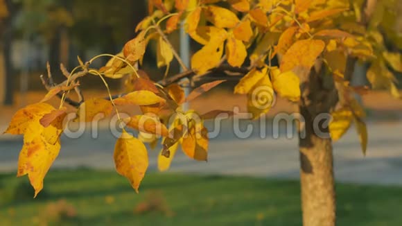 秋天一个女孩正在撕黄色的叶子秋天的主题视频的预览图