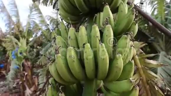 种植园上的香蕉树视频的预览图