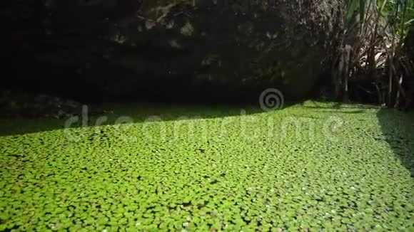 莱姆娜小属浮萍或小浮萍是莱姆娜属的水生淡水植物视频的预览图