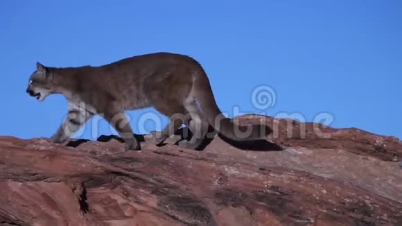 一只年轻的美洲狮从巨石上往下看视频的预览图