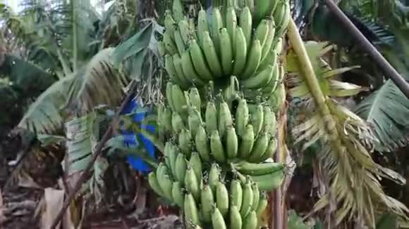 种植园上的香蕉树视频的预览图