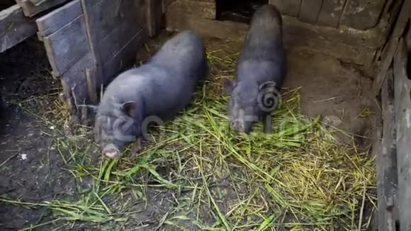 在农场笼子里的越南黑猪猪吃一个苹果扔给他们视频的预览图