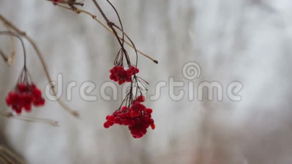 冬天在降雪的树上结的振动果实视频的预览图