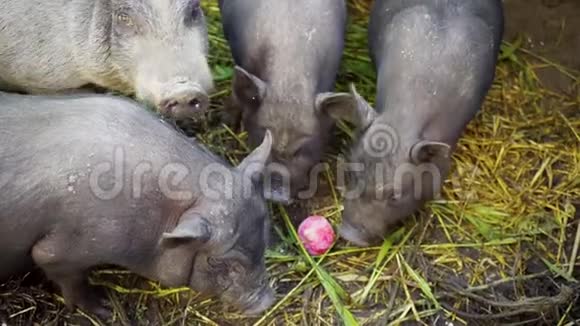 在农场笼子里的越南黑猪猪吃一个苹果扔给他们视频的预览图