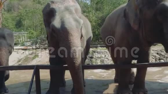 芭堤雅动物园大象的正面景色视频的预览图