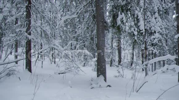 冬季景观W视频的预览图